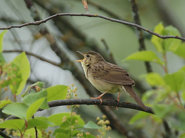 Pensassirkkalintu, Common Grasshopper Warbler, Locustella naevia